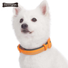 Colliers de chien en nylon réglables d'OEM 2021 Collier de chien d'animal familier de formation faite sur commande