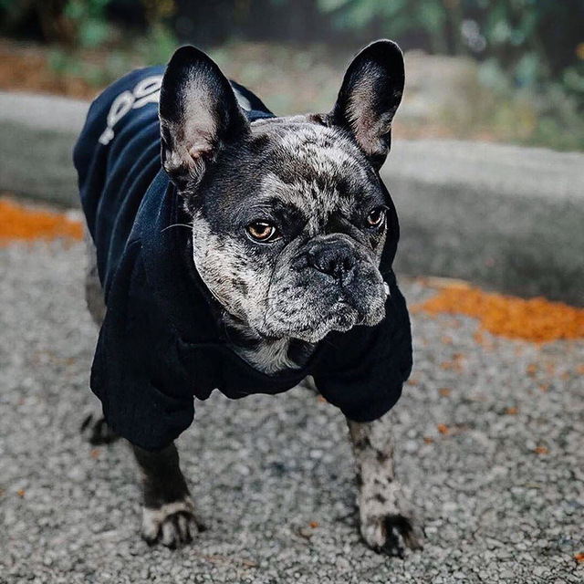 Chandail de vêtements de chien de marque de luxe en gros The Dog Face Jacket Hoodie pour animal de compagnie
